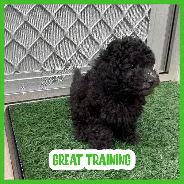 Χλοοτάπητας σκύλου - Doggo